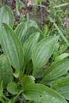 Groovestem Indian plantain